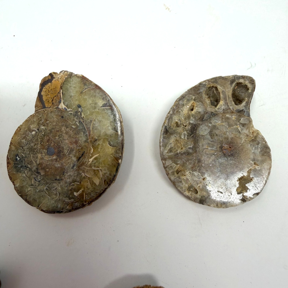 Lot of 5 Polished Ammonite Fossils Madagascar 1.25–1.5" Natural Specimens - Picture 4 of 8
